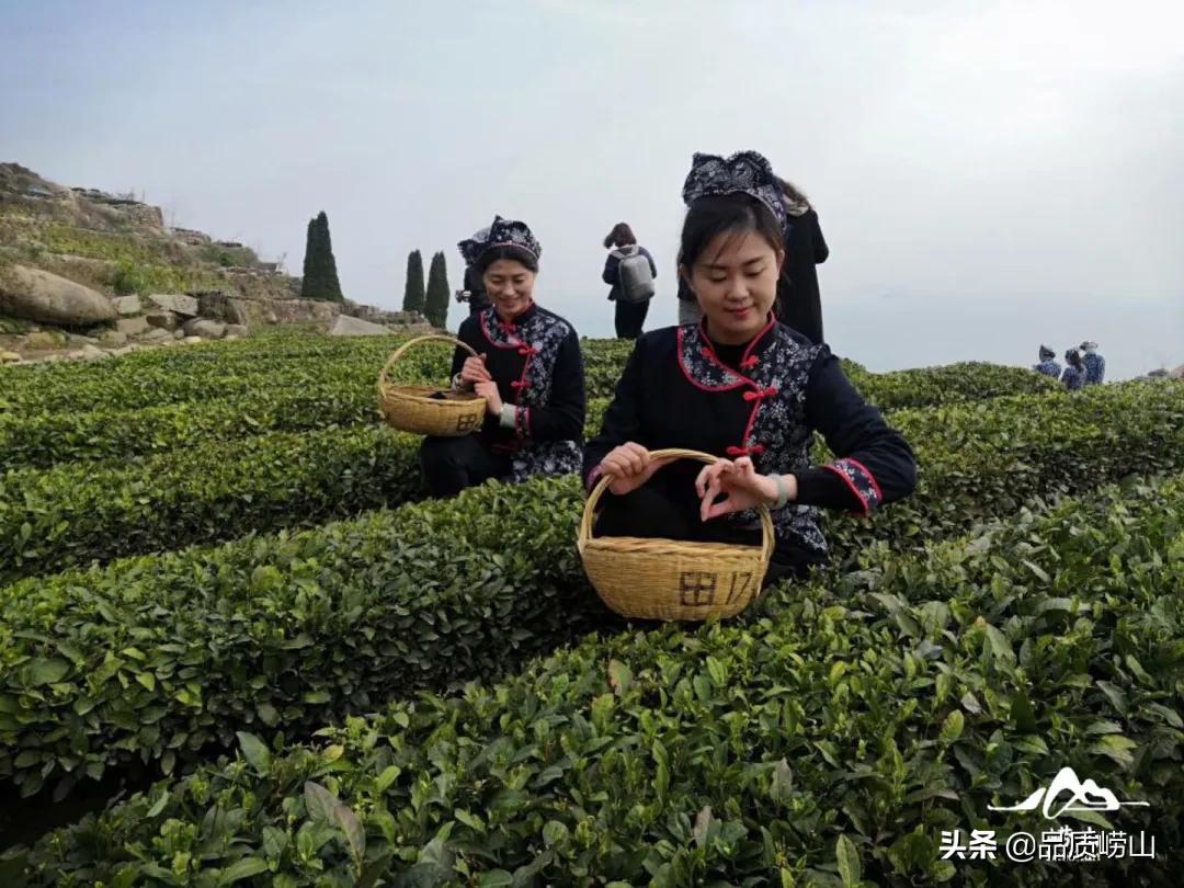 青岛崂山，自然美景与文化遗产的交融之地最新报道