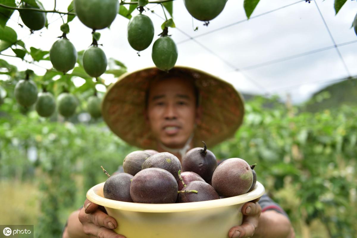 最新百香果种植技术，高效可持续农业实践指南