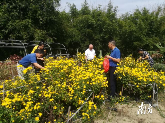 菊花村委会最新项目，乡村振兴的新引擎