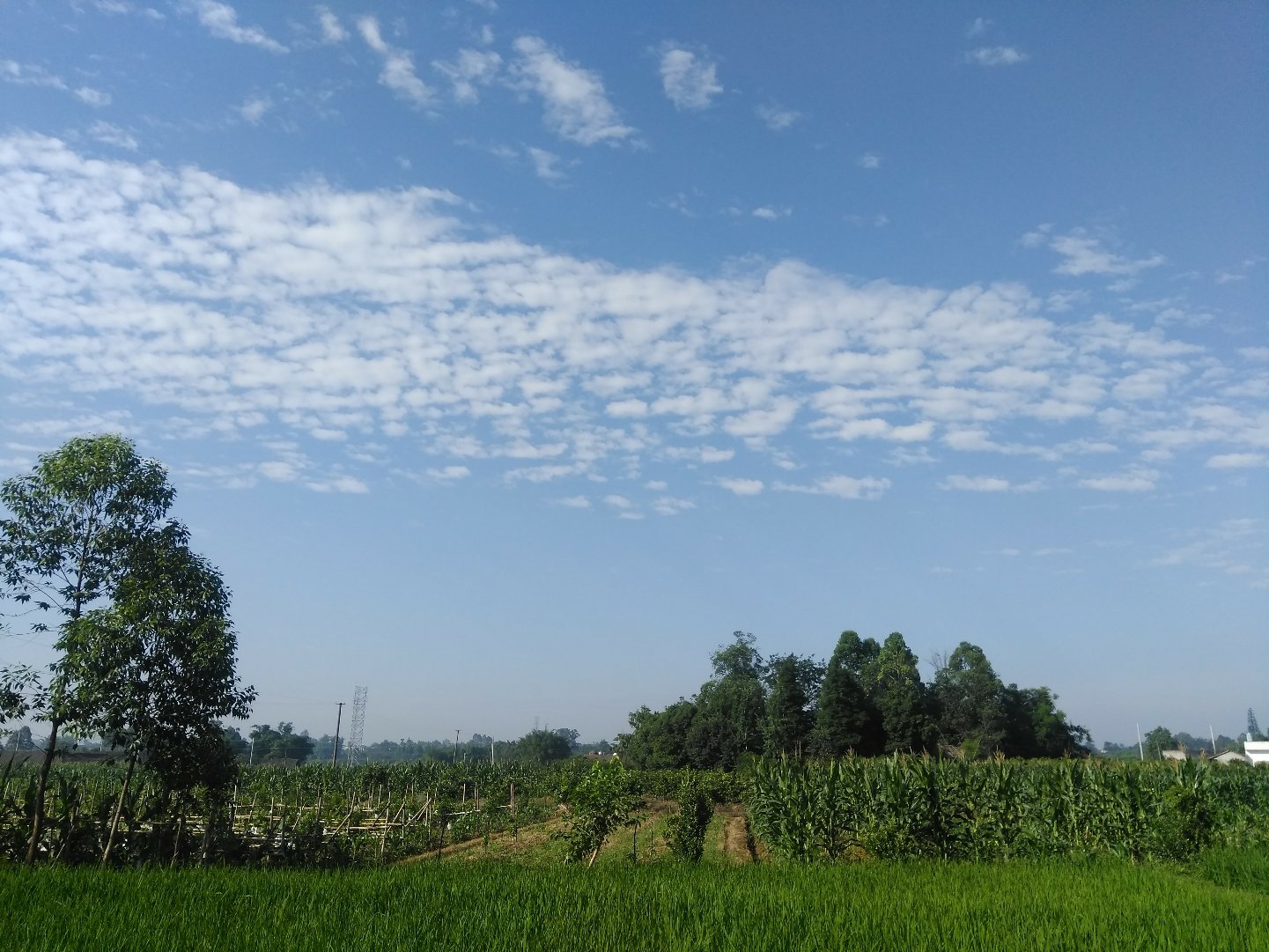 长生镇天气预报更新通知