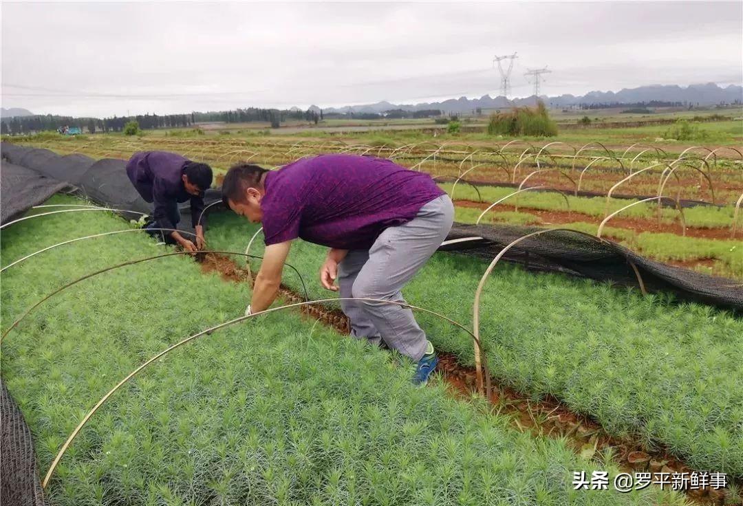 红河哈尼族彝族自治州市林业局最新招聘信息全面解析