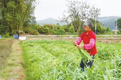 苦麦村最新新闻报导